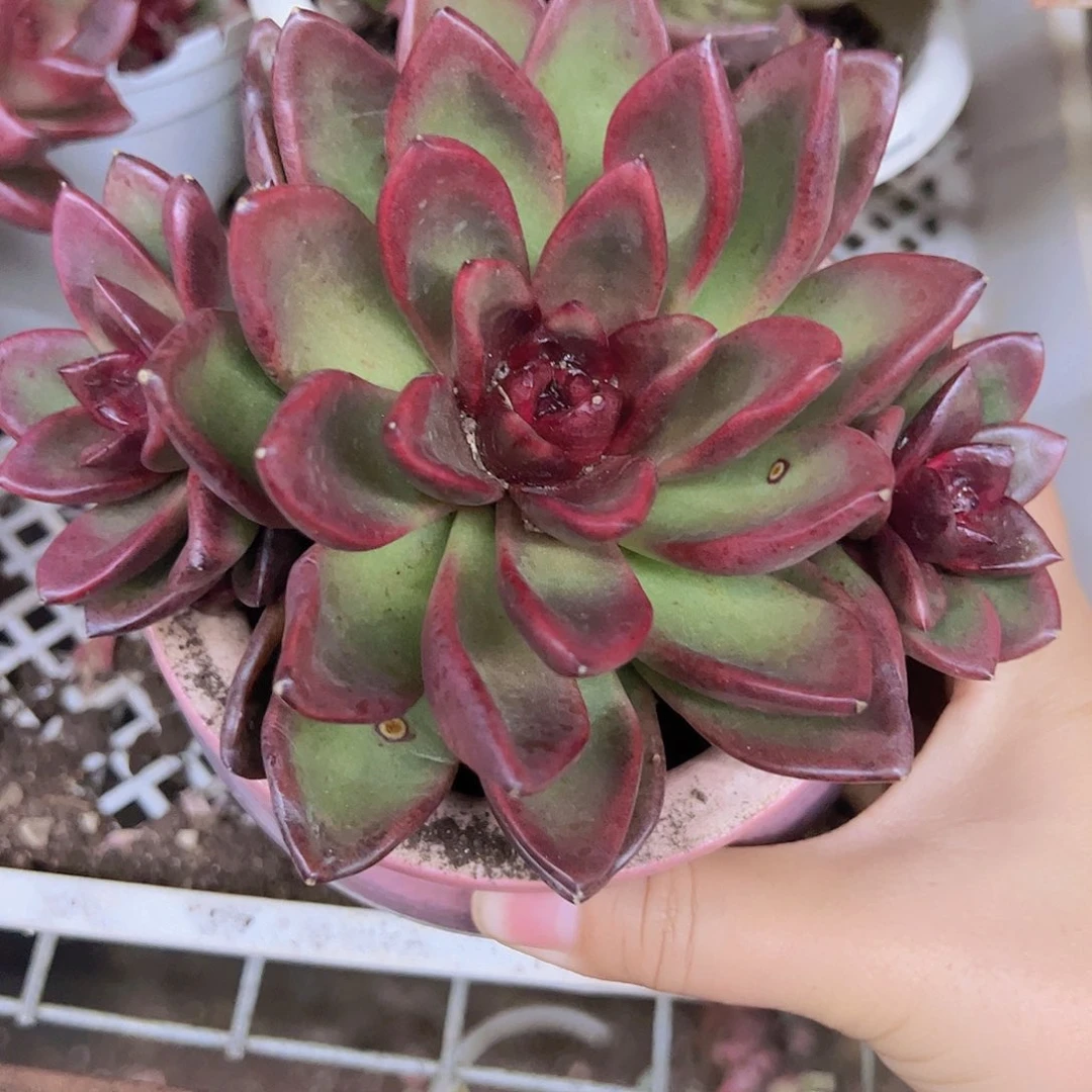 丰沛玫瑰大单头带仔