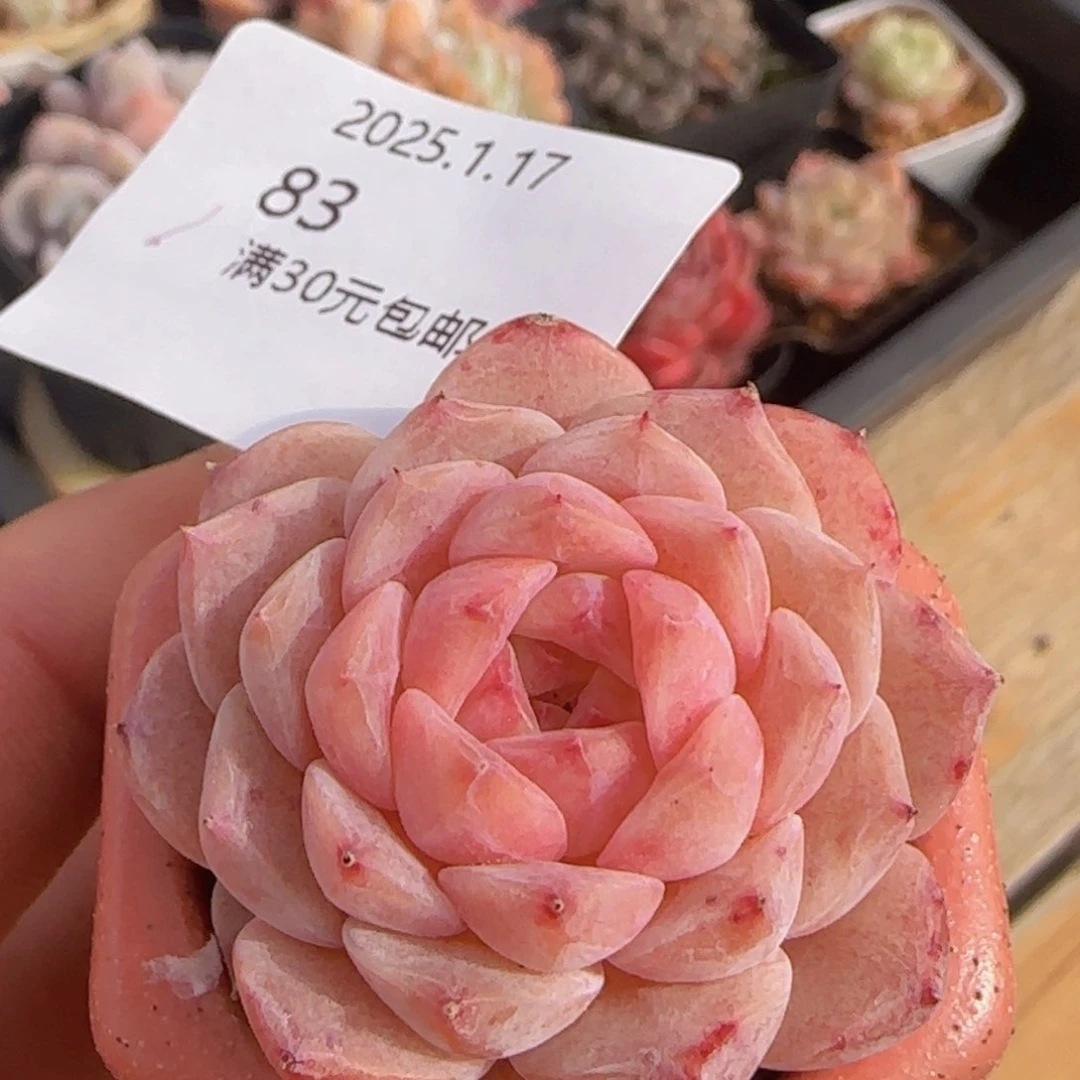 草莓冰魄单头一颗脱土