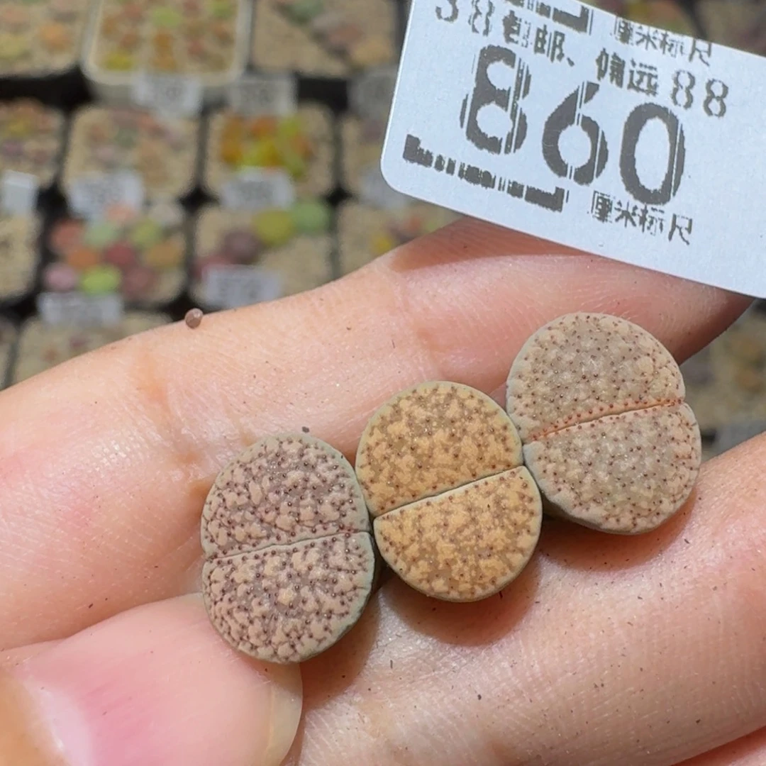 *****Ssss精品生石花860
