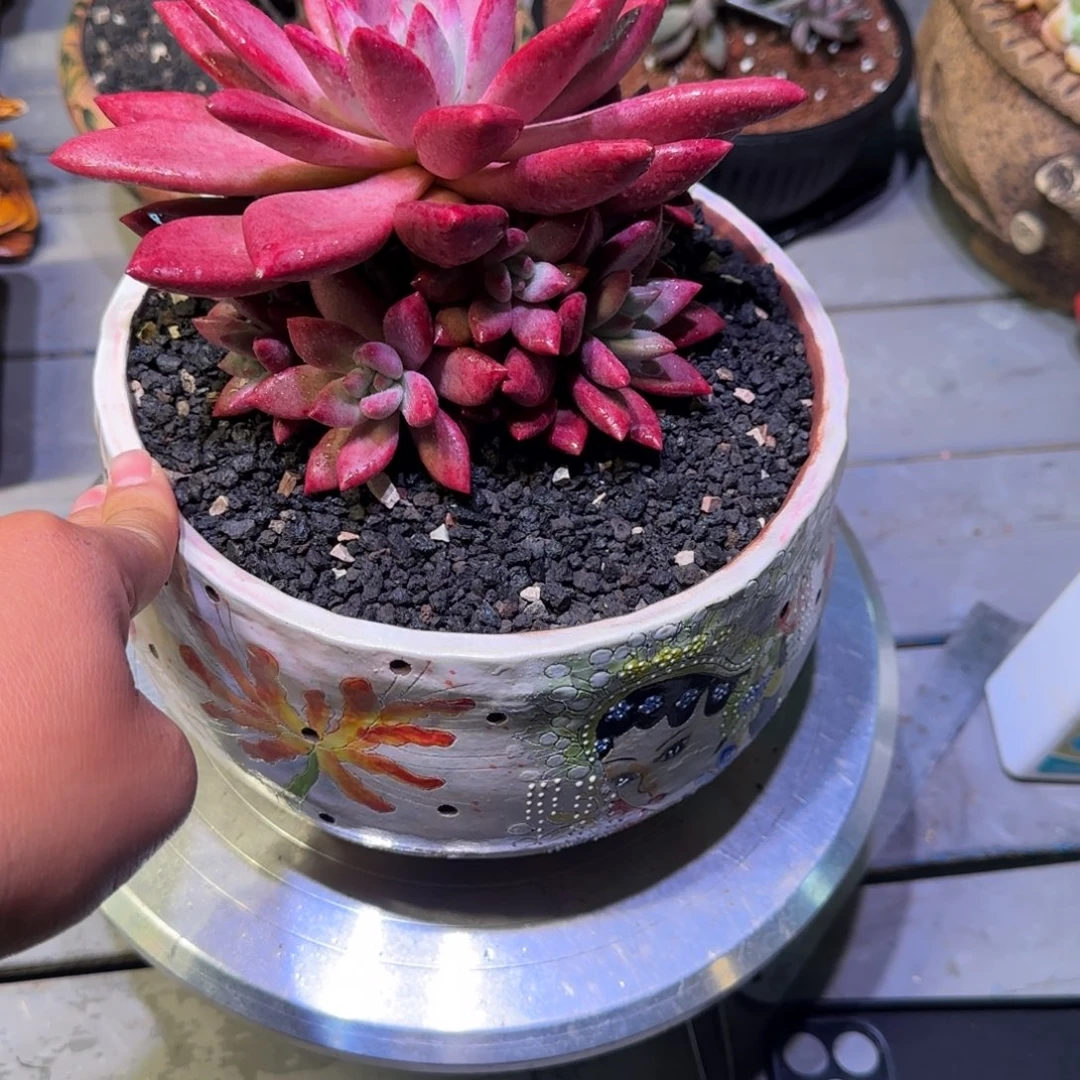 赫菲虞美人手捧花10捧1多肉