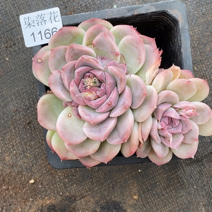 ʚ***ɞ精品多肉植物 1166开花价