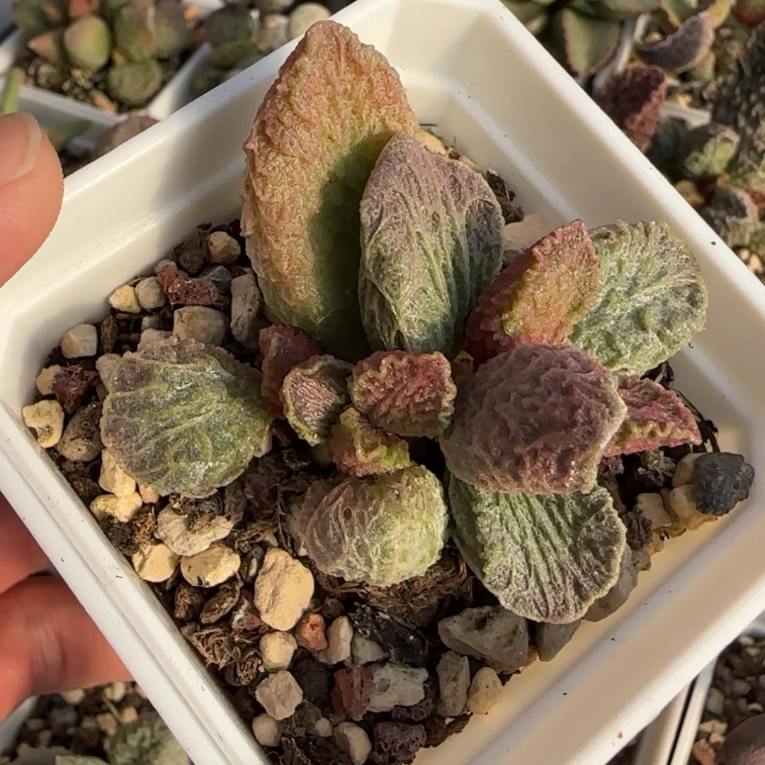 大鱼海棠水泡多肉植物