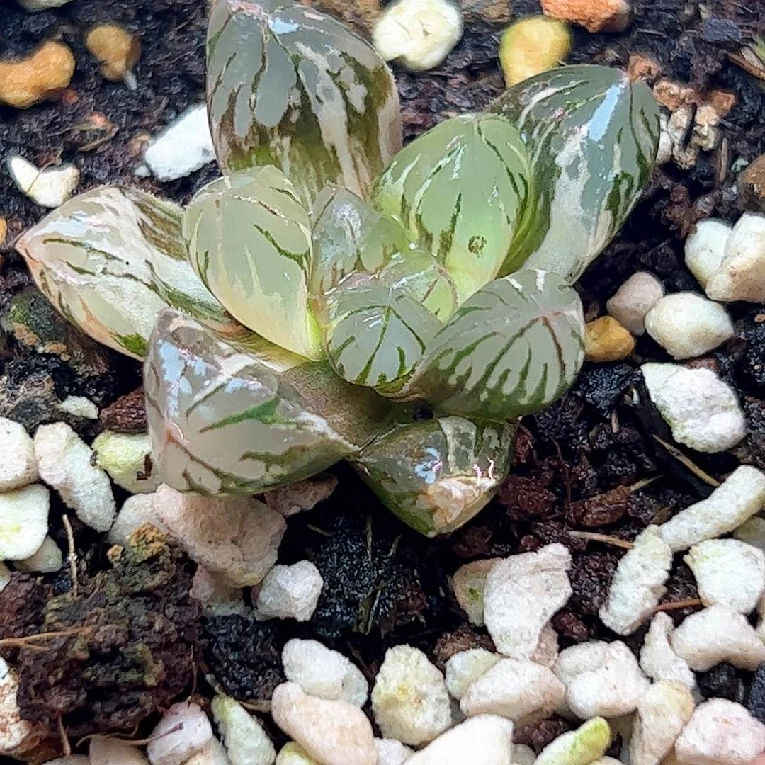 北极之光锦十二卷