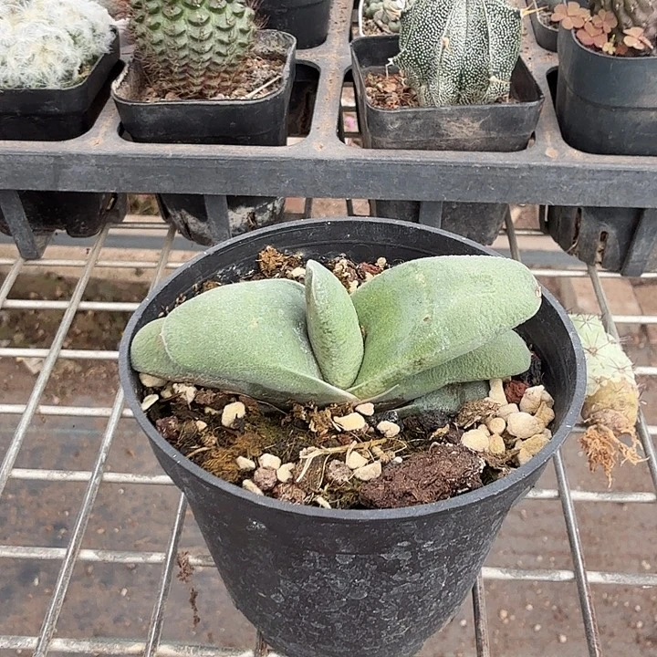 白肌卧牛单头8仙人球