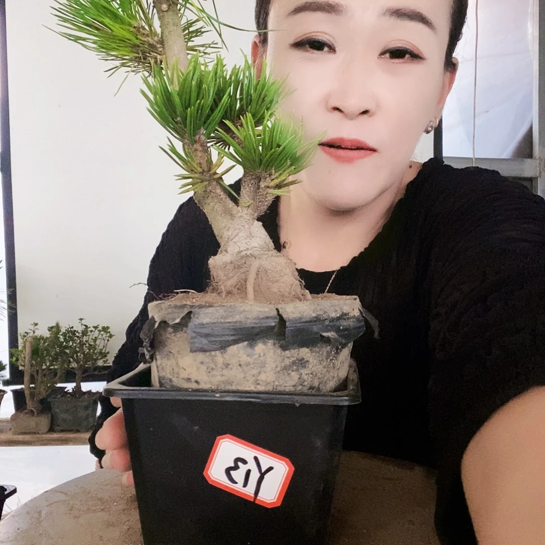 无花朵植物形态多年生草本
