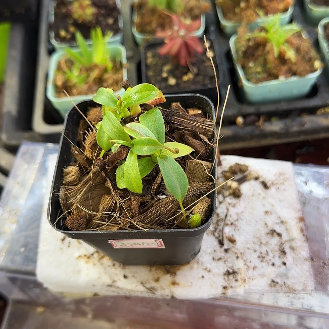 完全开放LNV猪笼草