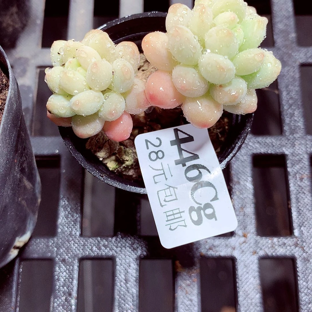 5厘米盆精控多肉446