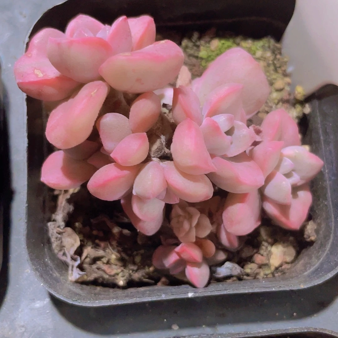 石化彩虹糖拉丝锦e047