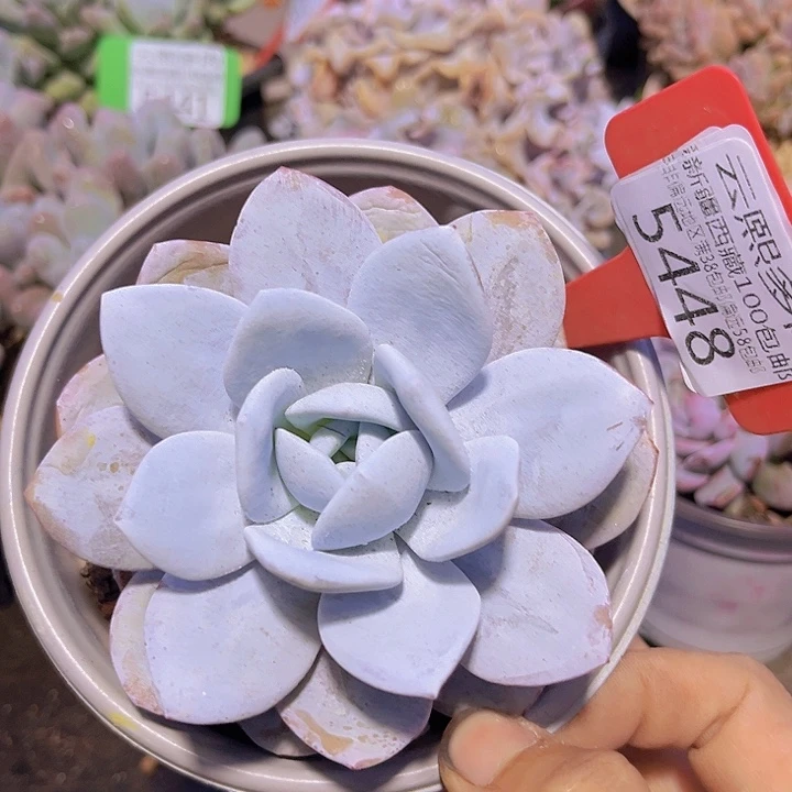 5448雪莲。