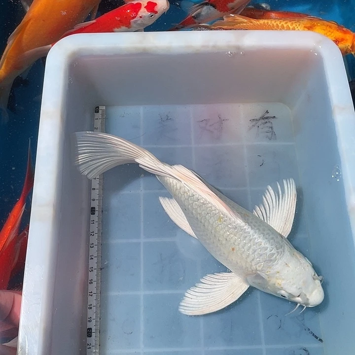 蝴蝶鲤鱼渔场直发125