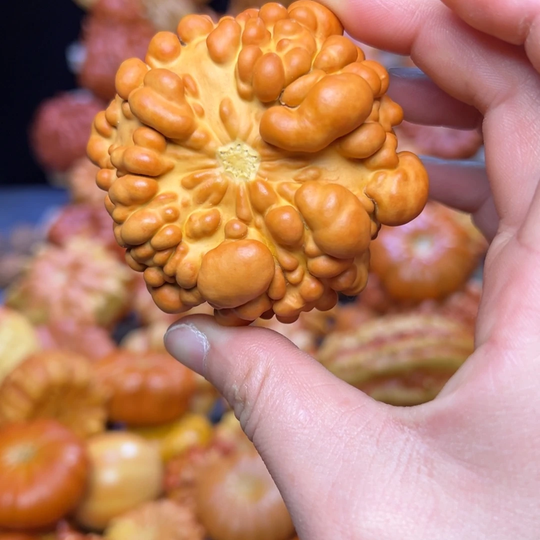 好**?墨西哥疙瘩葫芦有点风裂