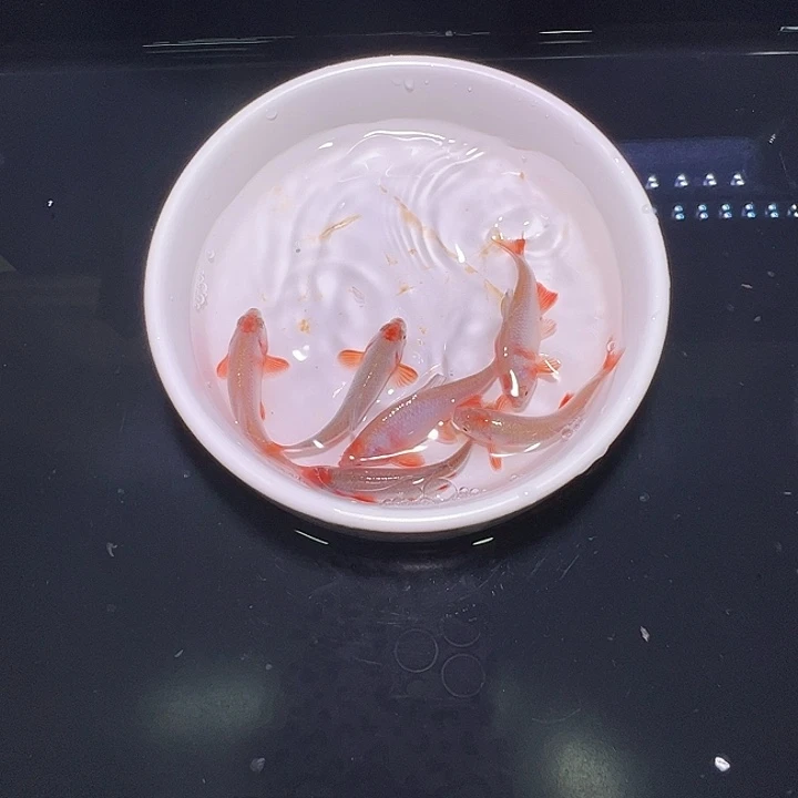 虎皮鱼彩虹精灵2条装