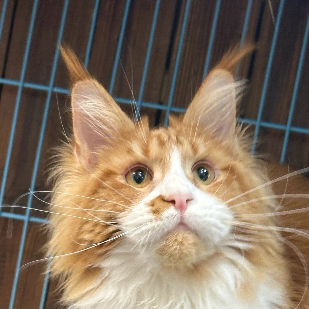 来了姊妹-红白缅因猫-妹妹-78