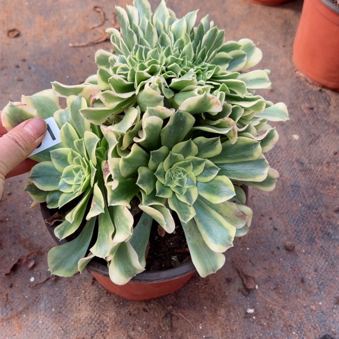 491 号多肉法师植物.