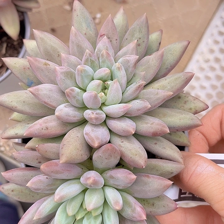 水晶球2151多肉植物