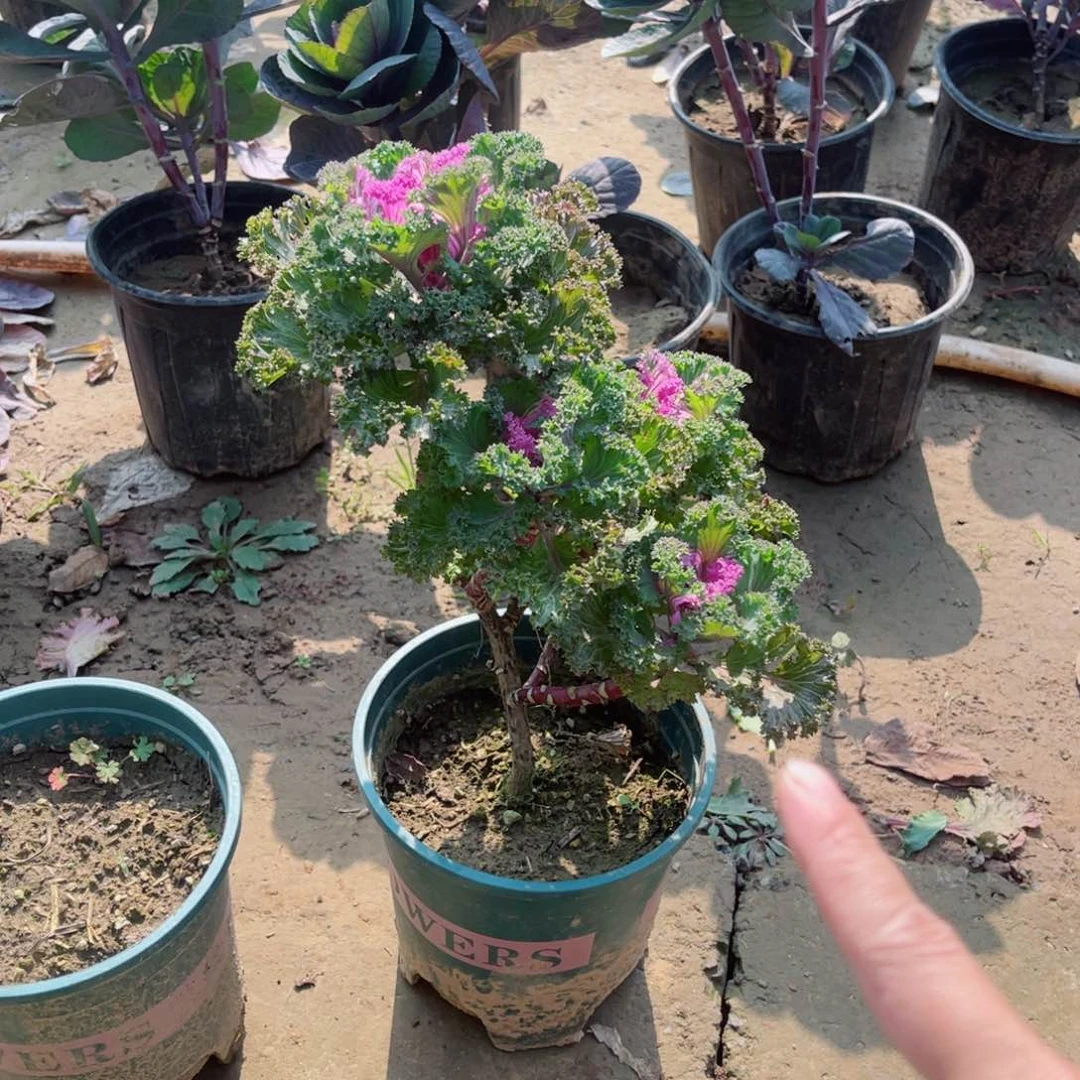 无花朵羽衣甘蓝造型老庄