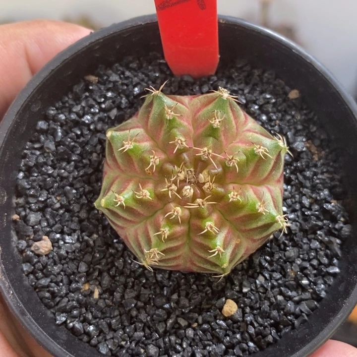 泰系轮回—带盆土发货19