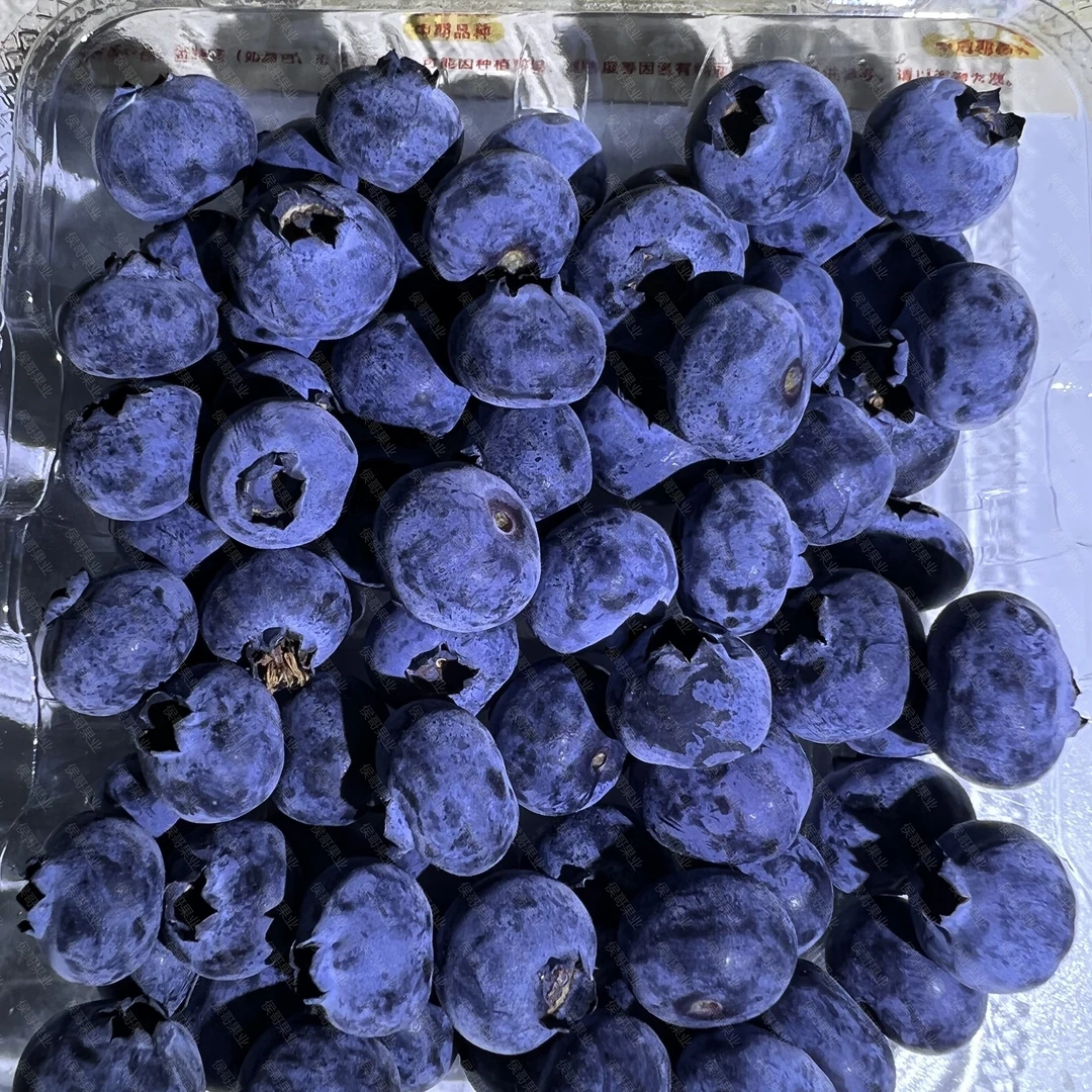晴山蓝蓝莓  脆甜满满花香味 新鲜果粉满满 九成甜 一盒125g