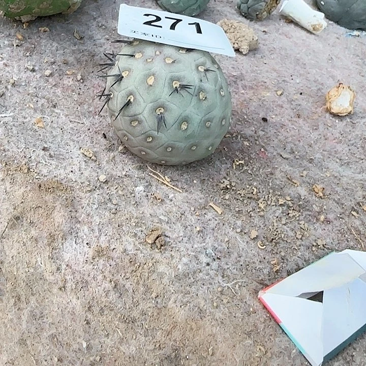 白紫皮超大月球坑271侧芽