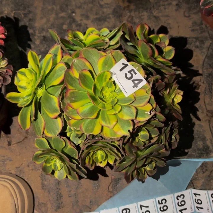 154奶白多肉植物不售后