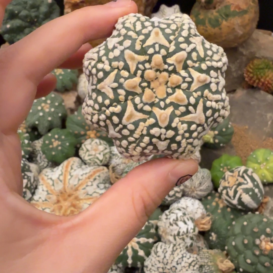 海星v哈哈哈哈哈哈哈