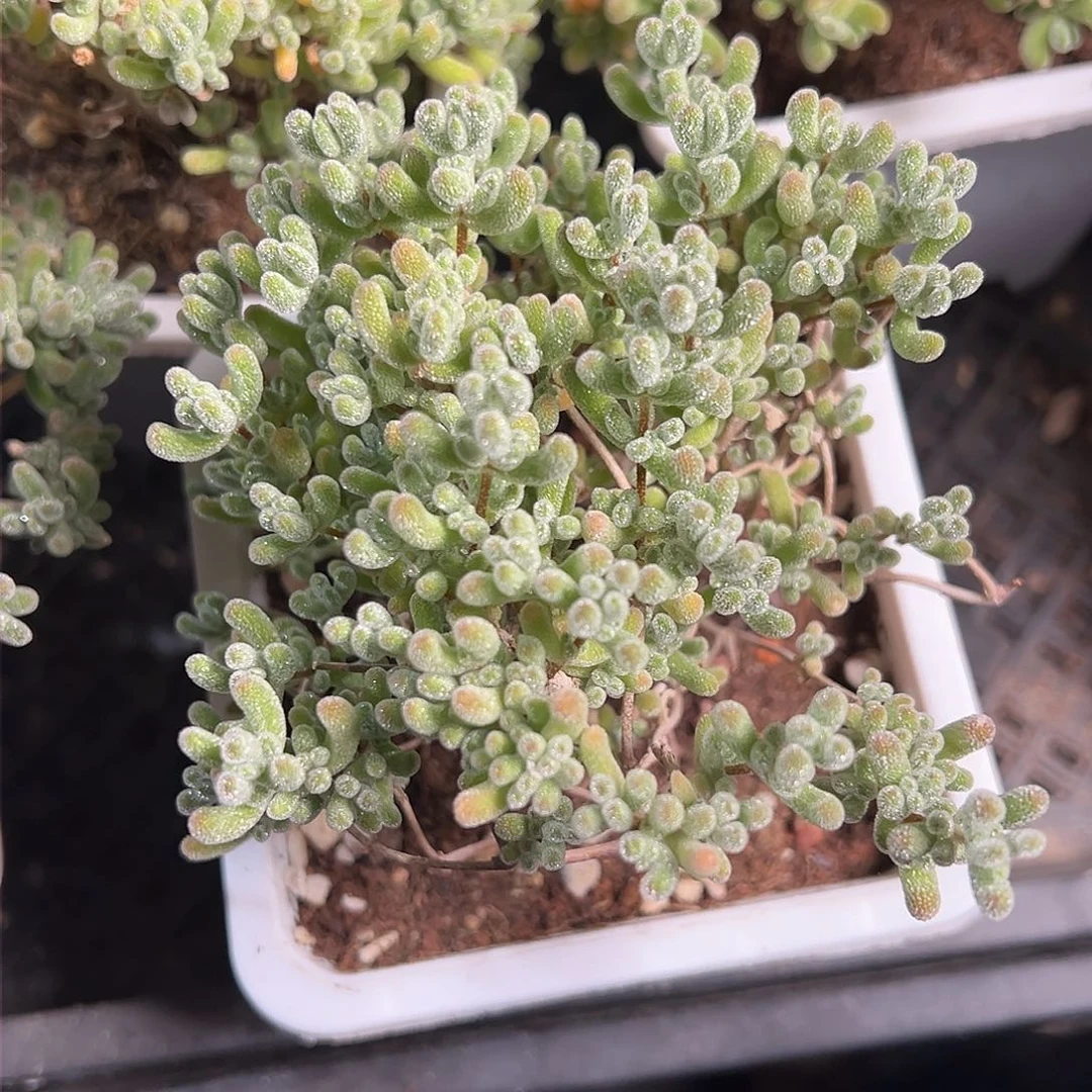 冰晶钻石10方老桩精品