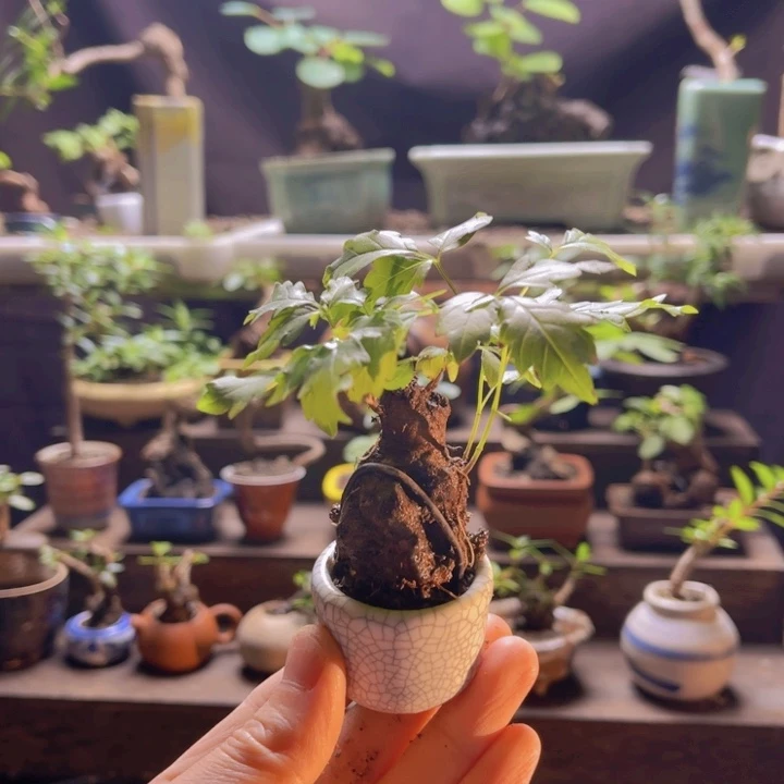 全部花朵66666666