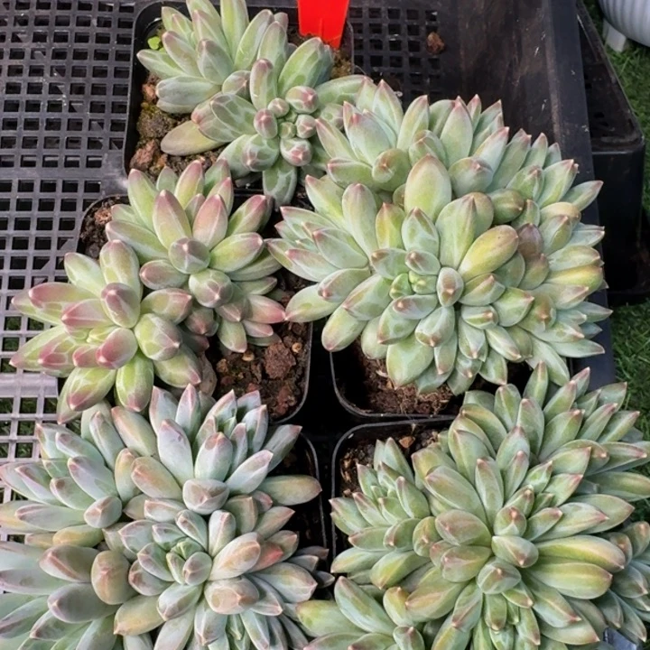 383多肉植物一物一拍