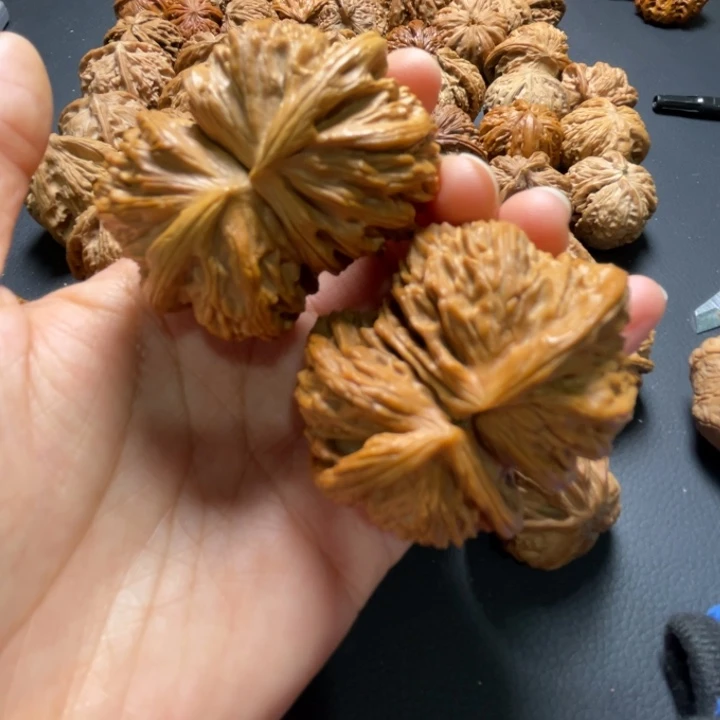 白狮子连体53尺寸核桃哈哈哈哈哈哈