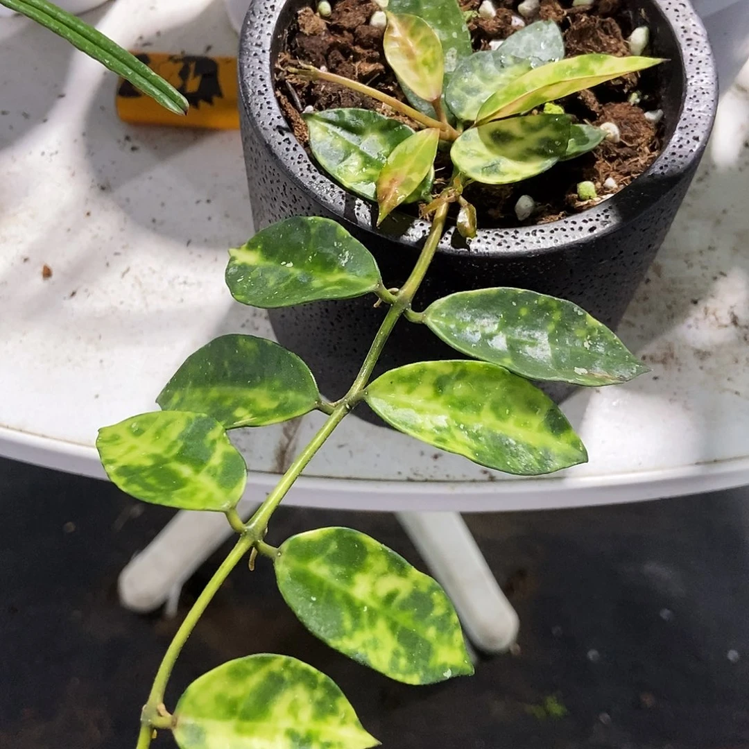 完全开放阿马里洛