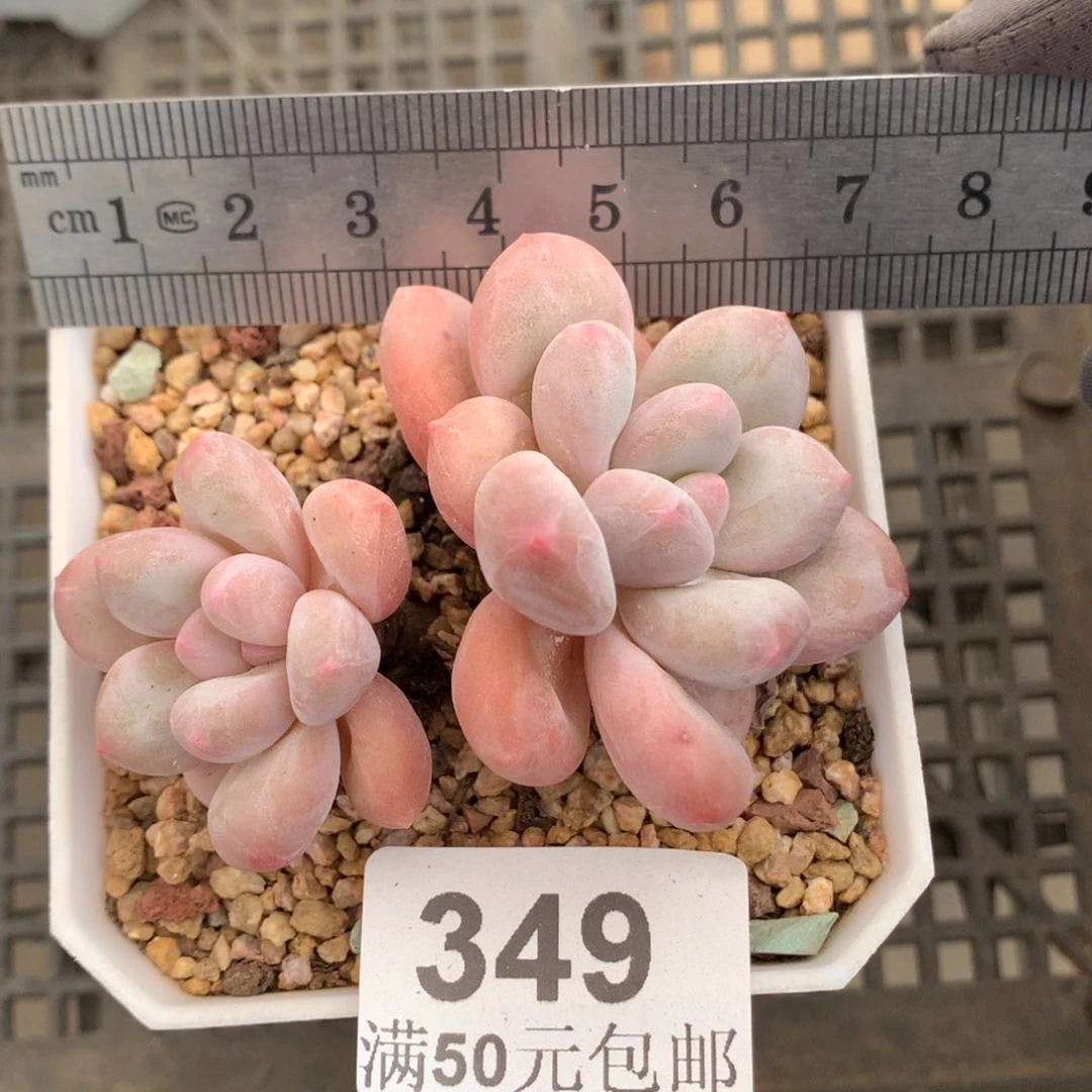 349。老桩香水双头。韩货。