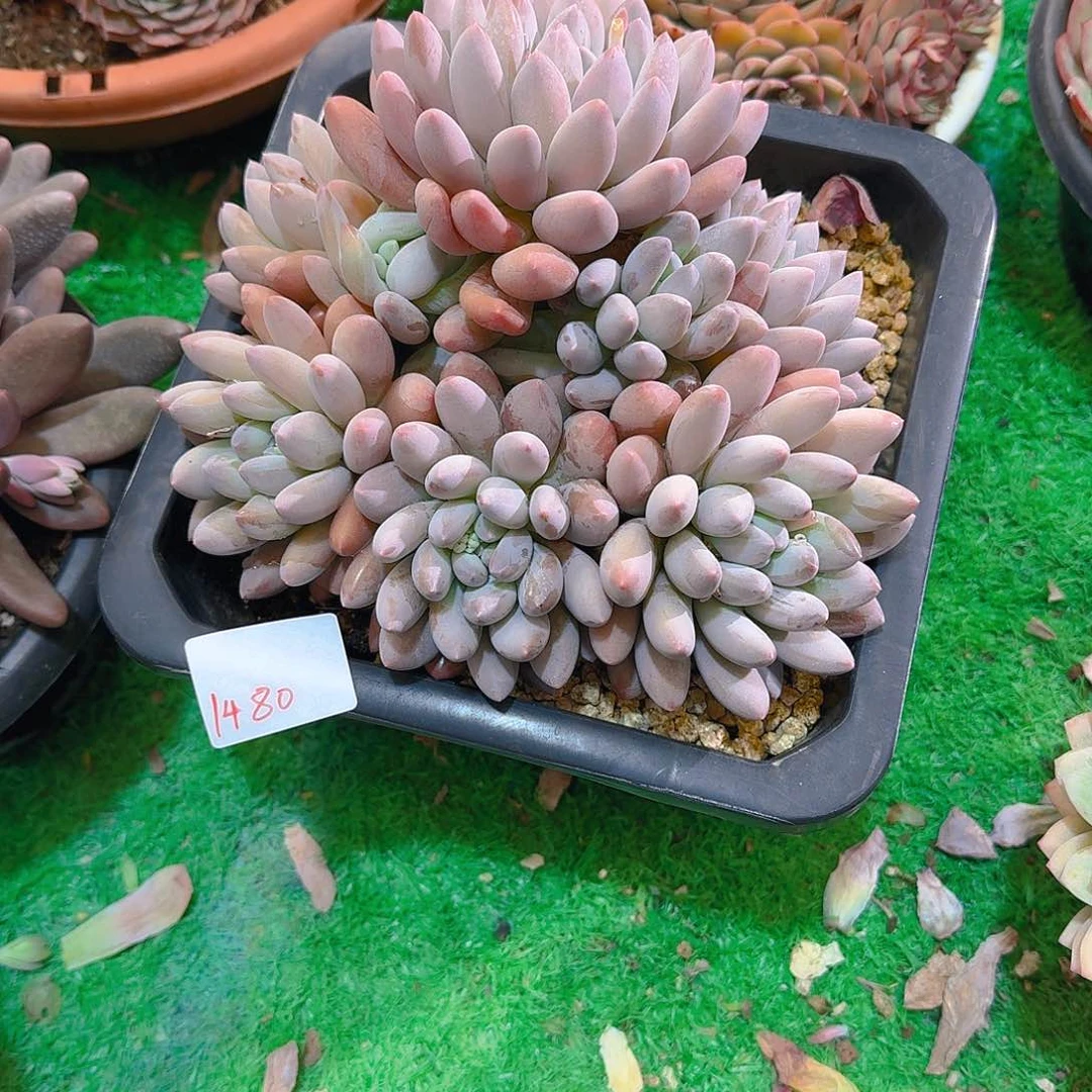 战****拒1480杂交多肉植物