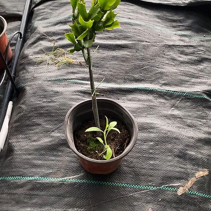 无**果带花架黄色重瓣