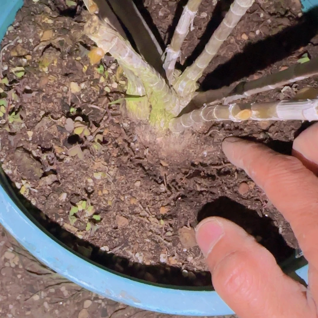 溜**了块根植物块根植物块根植物