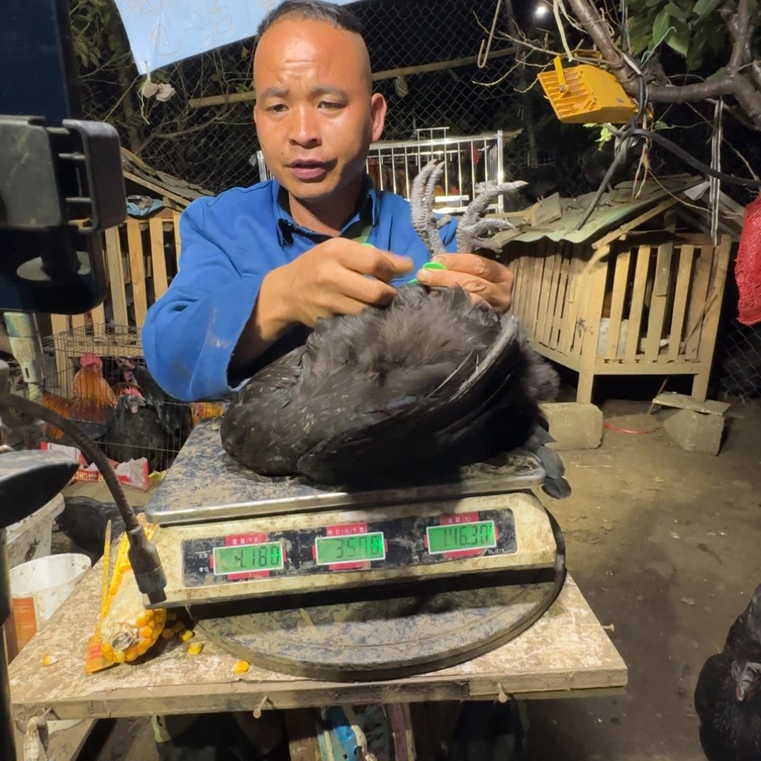 包装中国大陆059樱桃鸡