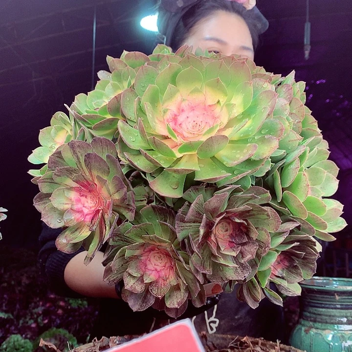 柒柒精品多肉脱土发货不包断侧枝311