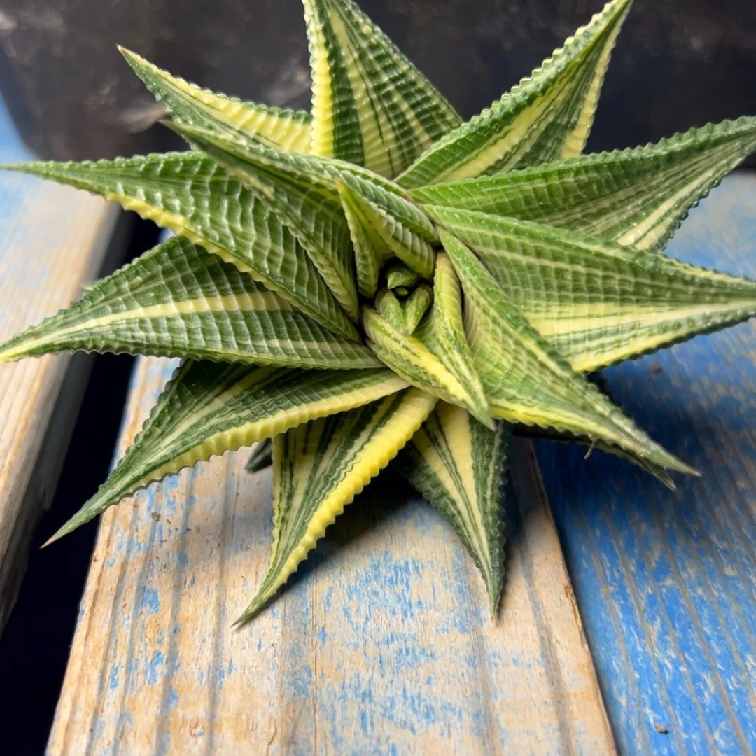 琉璃殿锦多肉植物25