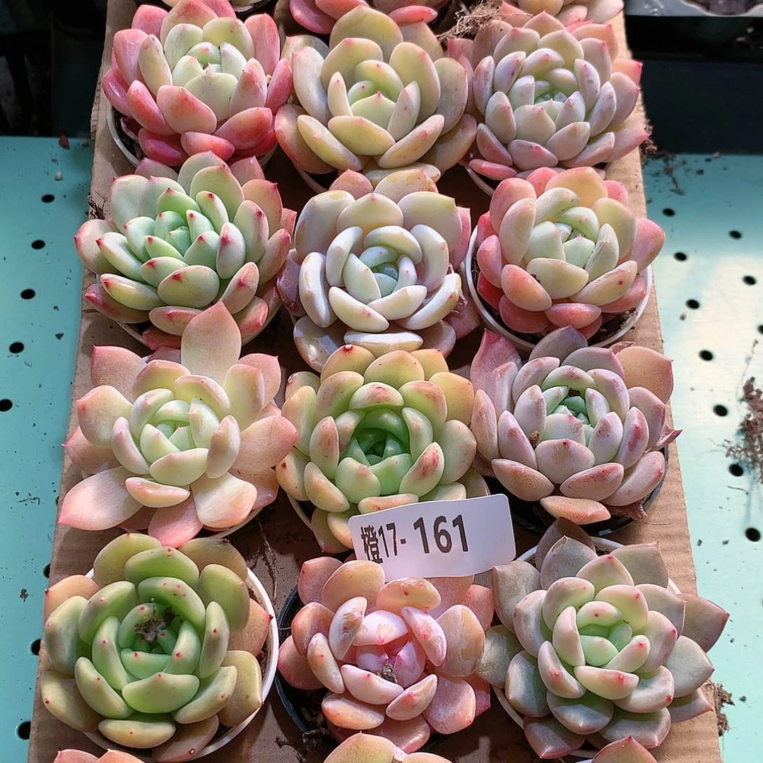 17-161一物一拍带盆18颗。