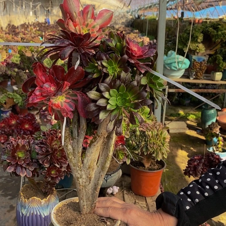 黑法师缀化多肉1颗