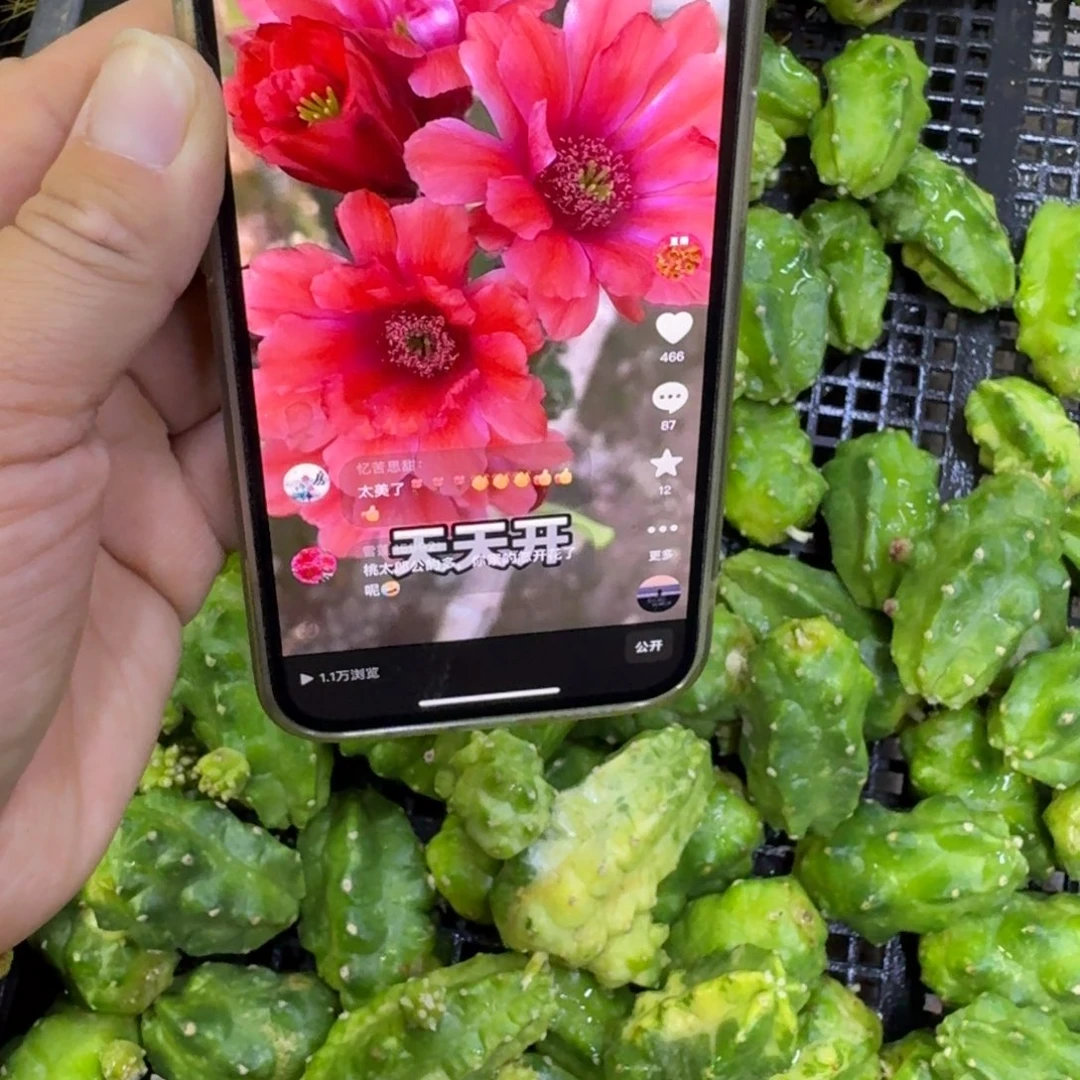 243桃太郎2个无根侧牙小软，20包邮