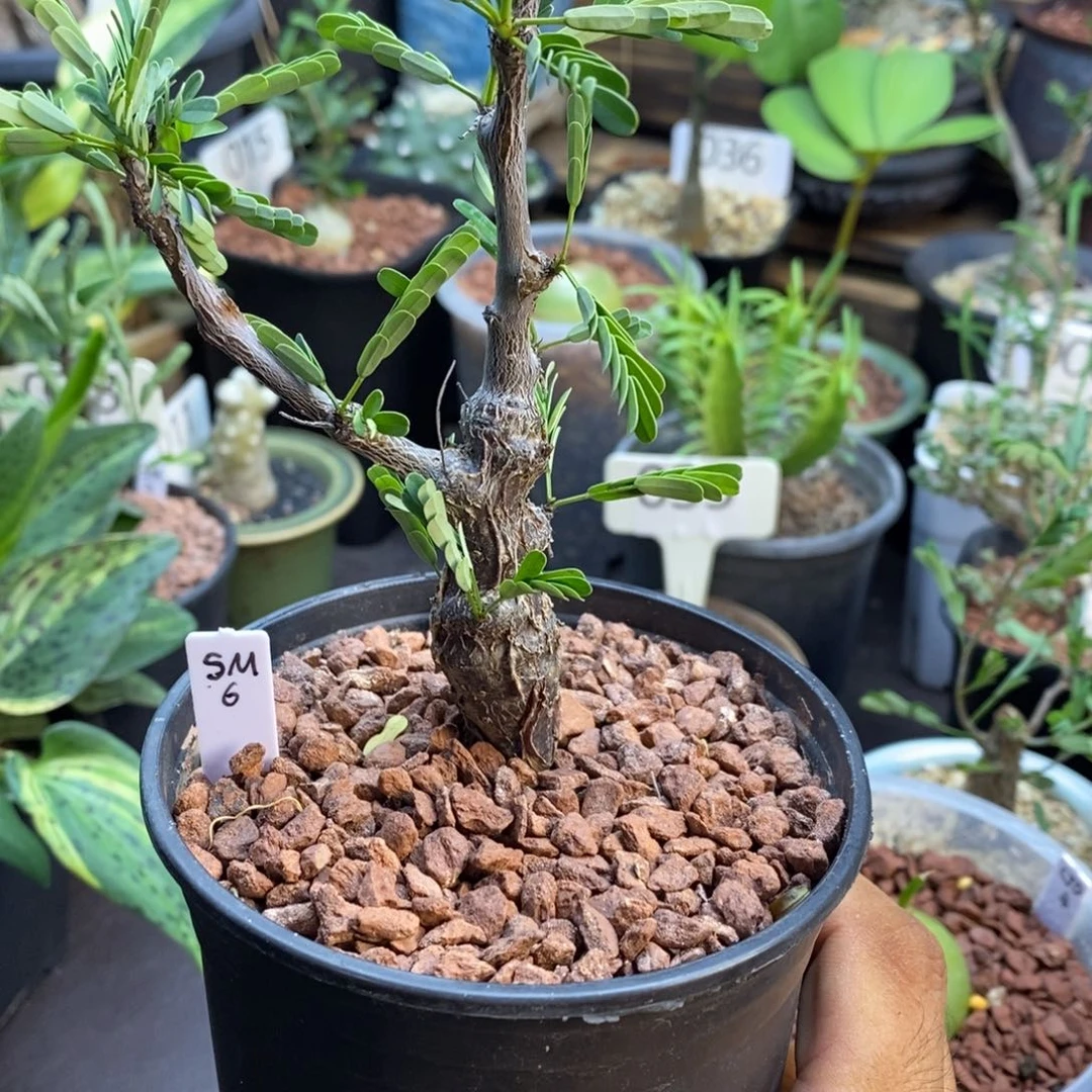 梦***鱼一物一拍沙漠苏木