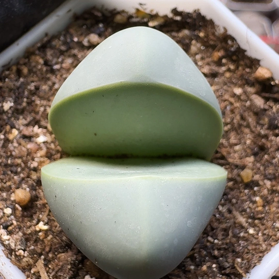 生石花111111。   217