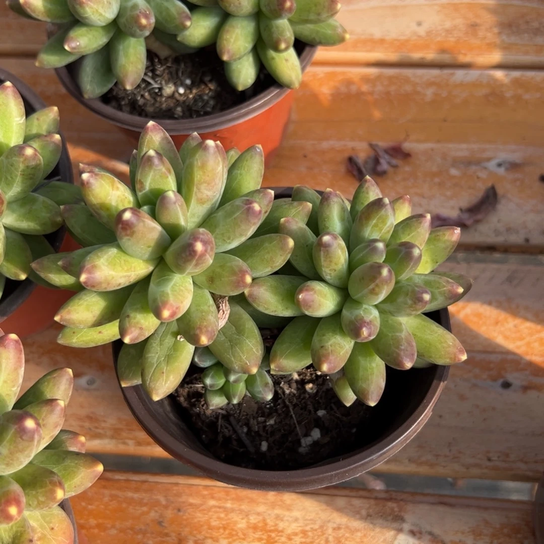 多肉千代田之松【非偏远满18包邮】