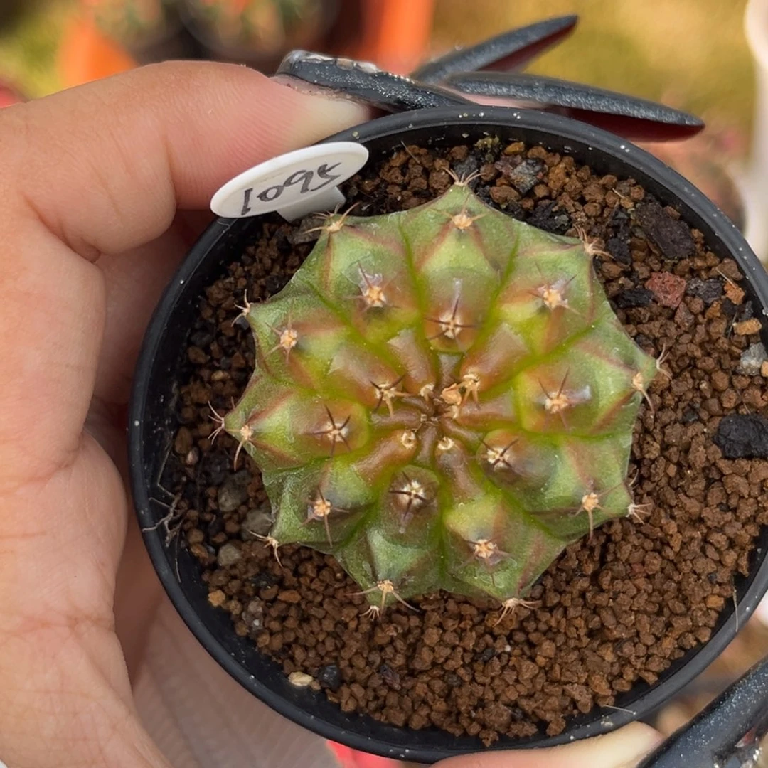 1095 轮回实生 福利捡漏