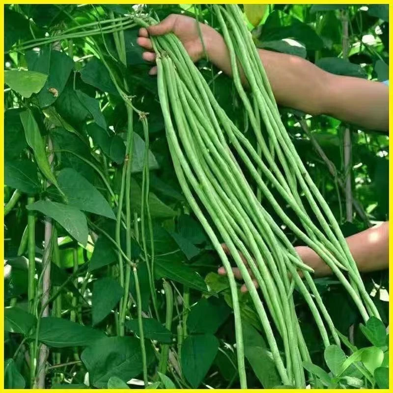 【小鱼儿生鲜超市】新鲜长豆角农家自种当天现摘3斤±2两【京东包邮到家】豇豆