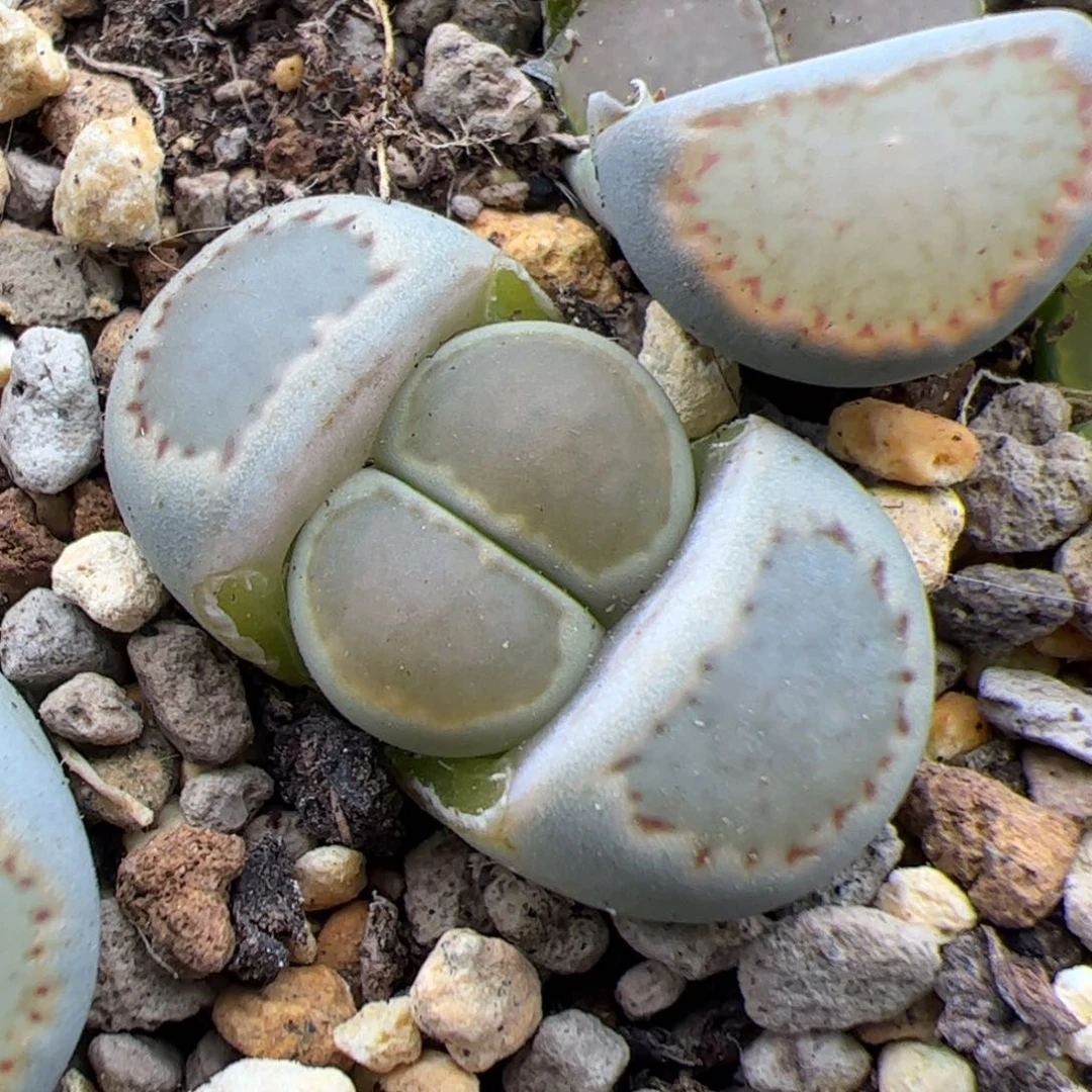 0315号李夫人 多肉植物