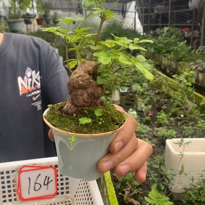 熊****熊一物一拍所见即所得164
