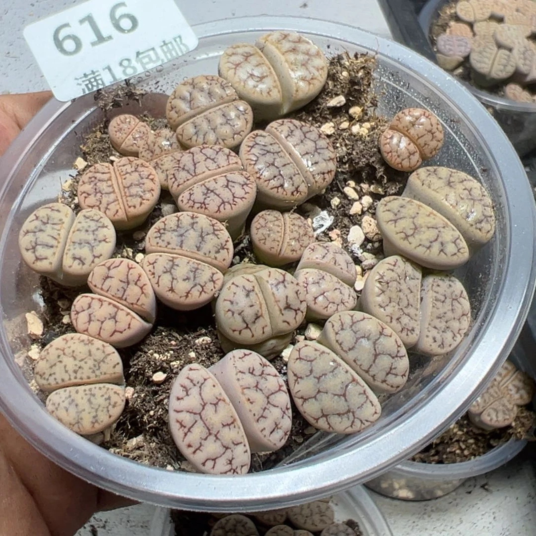 【闪购商品】 616。