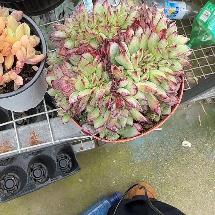 青蛙王子儿童牙膏11