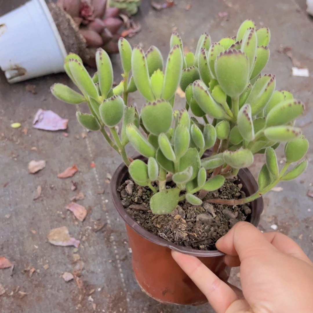 熊童子整装整群老桩